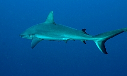 Sipadan_2015_Requin gris de recif ou Dagsit_Carcharhinus amblyrhynchos_IMG_2985_rc